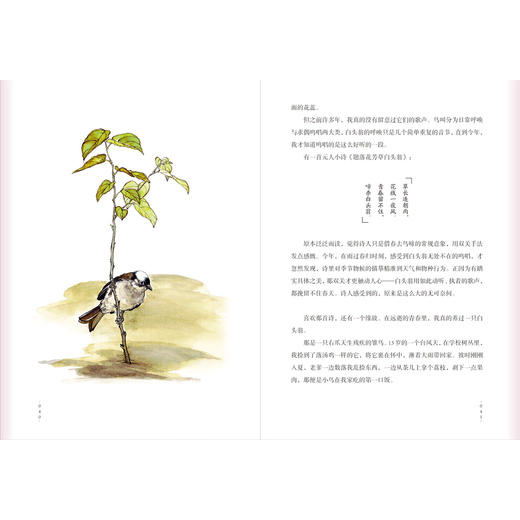 《自然会有答案》林语尘著 首部自然随笔和手绘画集 早鸟价 商品图7