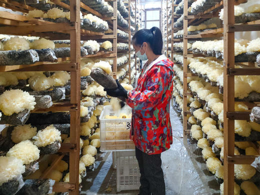 福建古田有机干银耳  无熏硫优质银耳  自有银耳基地种植 商品图2