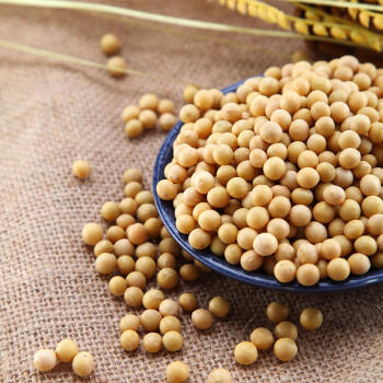 天地粮人甄制有机黄豆2.5斤可发豆芽打豆浆大豆东北五谷杂粮大米伴侣) /粮油调味 /杂粮 /杂豆类 商品图1