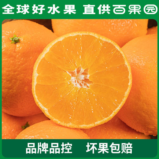 PAGODA百果园 A级-象山红美人蜜柑（大）12粒礼盒装 商品图3