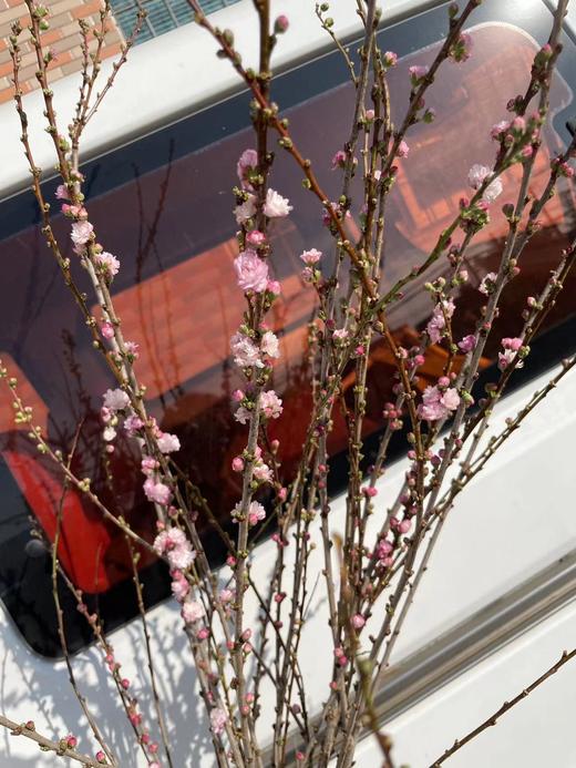 粉色珍珠李鲜切花1扎 商品图8