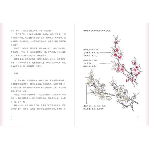 《自然会有答案》林语尘著 首部自然随笔和手绘画集 早鸟价 商品图6