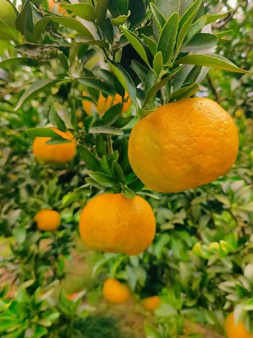 清江椪柑精品果礼盒装当季新鲜水果现摘现发精选80以上精品大果 商品图2