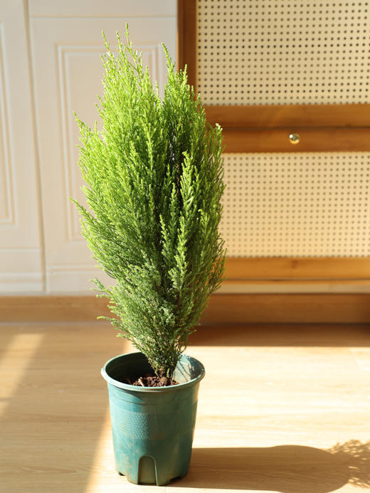 🎄敲萌mini圣诞树！【小香松】 🪴四季常青，寓意平安长寿！ 本团💰29.9元！40-50cm，原盆带土直发！ ✅自带柠檬香气，清新怡人 ✅叶片随季变换，四季常青 ✅适应性强易养护，新手友好 商品图6