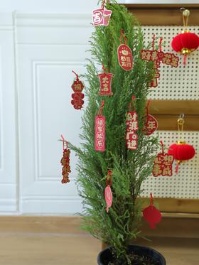 🎄敲萌mini圣诞树！【小香松】 🪴四季常青，寓意平安长寿！ 本团💰29.9元！40-50cm，原盆带土直发！ ✅自带柠檬香气，清新怡人 ✅叶片随季变换，四季常青 ✅适应性强易养护，新手友好