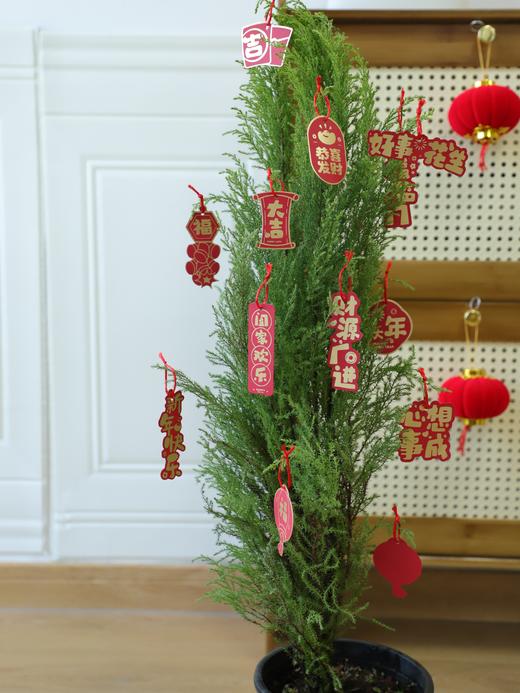 🎄敲萌mini圣诞树！【小香松】 🪴四季常青，寓意平安长寿！ 本团💰29.9元！40-50cm，原盆带土直发！ ✅自带柠檬香气，清新怡人 ✅叶片随季变换，四季常青 ✅适应性强易养护，新手友好 商品图0