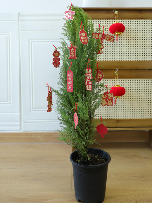 🎄敲萌mini圣诞树！【小香松】 🪴四季常青，寓意平安长寿！ 本团💰29.9元！40-50cm，原盆带土直发！ ✅自带柠檬香气，清新怡人 ✅叶片随季变换，四季常青 ✅适应性强易养护，新手友好 商品图7