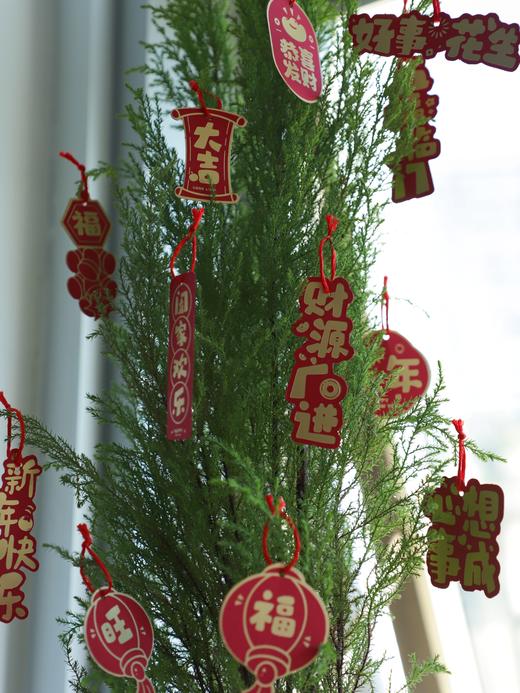 🎄敲萌mini圣诞树！【小香松】 🪴四季常青，寓意平安长寿！ 本团💰29.9元！40-50cm，原盆带土直发！ ✅自带柠檬香气，清新怡人 ✅叶片随季变换，四季常青 ✅适应性强易养护，新手友好 商品图5