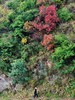 【最佳时节】12.25周四/12.28周日东川徒步赏满山红叶 | 闯入满山红叶秘境/行摄东川红土地/吃云南特色杀猪饭，看大自然的调色盘！ 商品缩略图8
