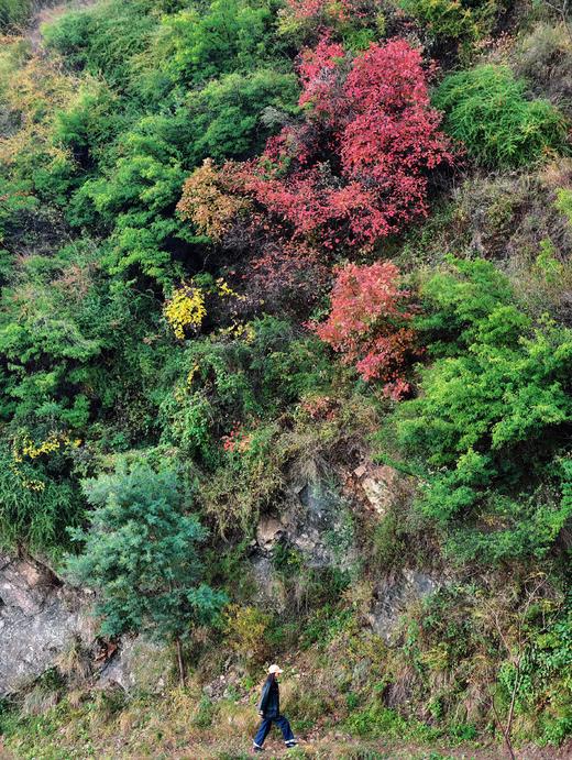 【最佳时节】12.25周四/12.28周日东川徒步赏满山红叶 | 闯入满山红叶秘境/行摄东川红土地/吃云南特色杀猪饭，看大自然的调色盘！ 商品图8