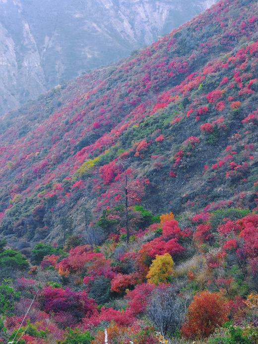 【最佳时节】12.25周四/12.28周日东川徒步赏满山红叶 | 闯入满山红叶秘境/行摄东川红土地/吃云南特色杀猪饭，看大自然的调色盘！ 商品图11