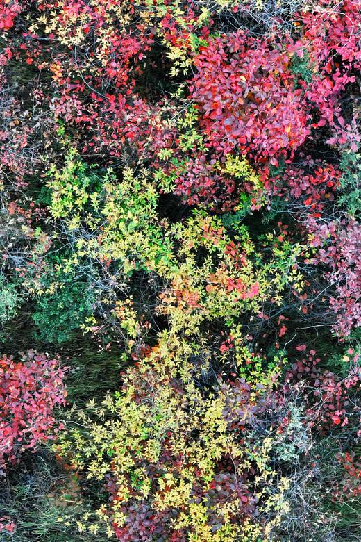 【最佳时节】12.25周四/12.28周日东川徒步赏满山红叶 | 闯入满山红叶秘境/行摄东川红土地/吃云南特色杀猪饭，看大自然的调色盘！ 商品图5