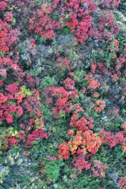 【最佳时节】12.25周四/12.28周日东川徒步赏满山红叶 | 闯入满山红叶秘境/行摄东川红土地/吃云南特色杀猪饭，看大自然的调色盘！ 商品图3
