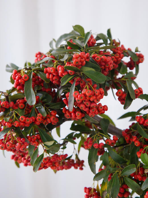 白色盆满堂红 商品图1