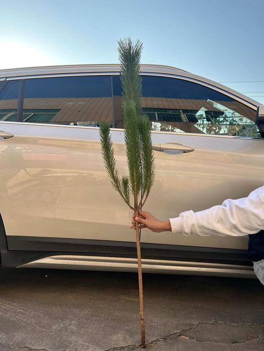 同城甄选日本进口花材马尾松鲜切枝条一支 商品图6