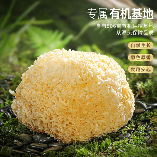 湖心泉有机银耳 古田银耳300g/罐装 商品图1