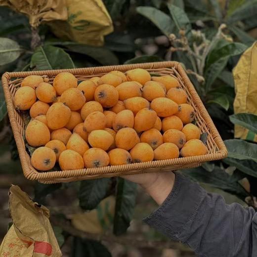 【果蔬精选】云南蜜露长虹枇杷 核心产区蒙自芷村天然水库果园生长 树上自然熟 30年老树结果 高山坡地套袋种植 不打农药 不催熟 肉厚纯甜 一口爆汁 商品图4