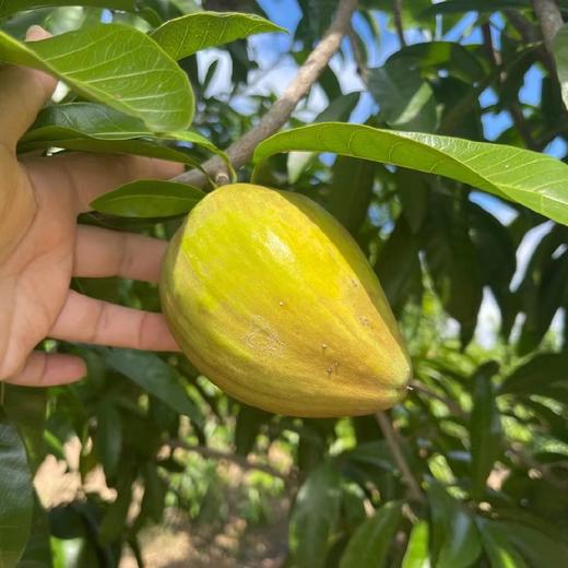 仙桃鸡蛋果 4斤礼盒装 糯糯软软 商品图1