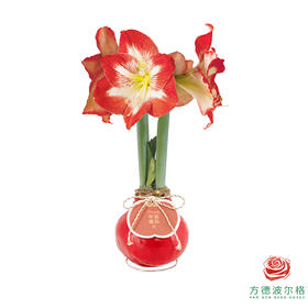 红白花-平安喜乐 石蜡朱顶红（不用浇水）