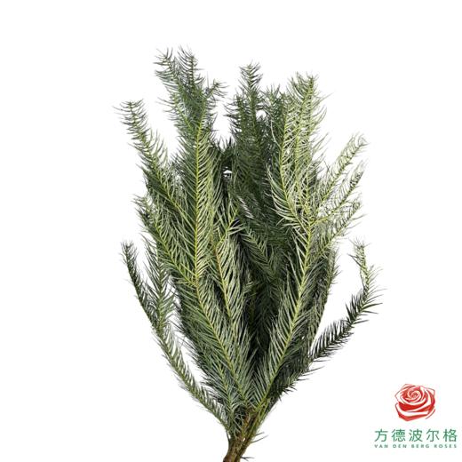 沙松10枝一扎 商品图0