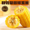 傣小粒糯小玉米500g袋装 商品缩略图3