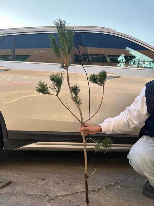 同城甄选日本进口花材马尾松鲜切枝条一支 商品图9