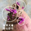 云南高山蜜糖紫薯，肉质软糯香甜，无丝无筋，薯香浓郁，沙地种植自然生长，净重3斤基地直发 商品缩略图12