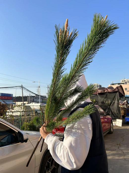 同城甄选日本进口花材马尾松鲜切枝条一支 商品图5