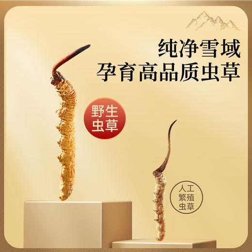 雷允上西藏甲级冬虫夏草10g/盒（-40） 商品图3