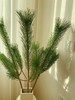 同城甄选日本进口花材马尾松鲜切枝条一支 商品缩略图0