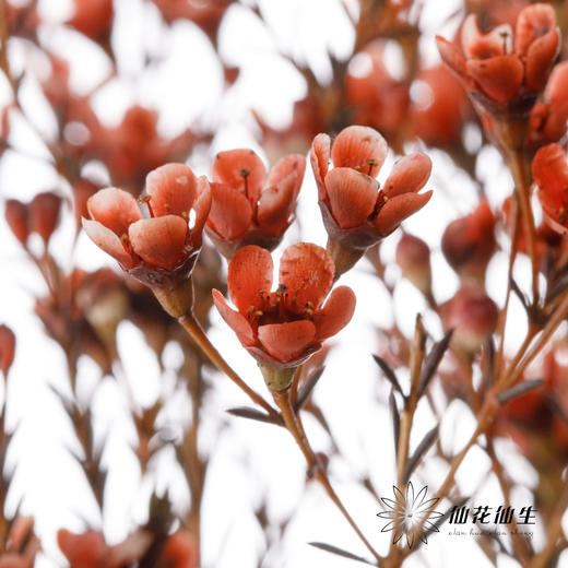 配花 | 平头腊梅车厘子色 商品图2