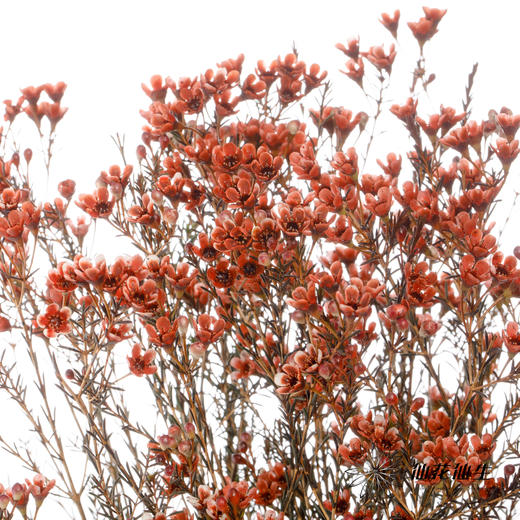 配花 | 平头腊梅车厘子色 商品图3