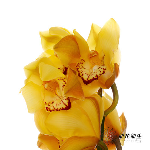 兰花 | 大花蕙兰大富贵【轻微瑕疵 折痕 色差 不售后，介意者慎拍】 商品图1