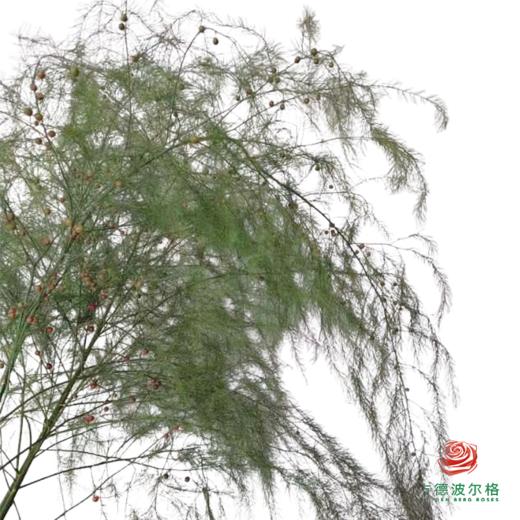 芦荀草 商品图0