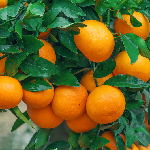 【宜昌助农馆】当季新鲜水果  香甜沃柑8斤礼盒装  年货水果礼盒 商品图4