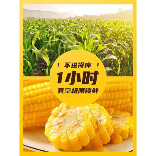 傣小粒糯小玉米500g袋装 商品图2