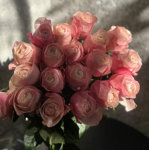 玫瑰.凯瑟琳（10枝） 商品图1