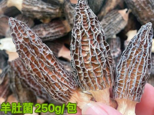 羊肚菌 商品图1