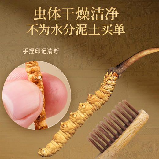 雷允上西藏甲级冬虫夏草10g/盒（-40） 商品图7