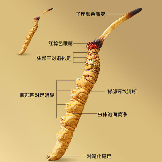 雷允上西藏甲级冬虫夏草10g/盒（-40） 商品图5