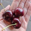 阿亚那(ARYANA)车厘子【4J 5斤装】~新鲜到货！深紫色果子，肉肉超级厚，车厘子味浓郁。 商品缩略图0