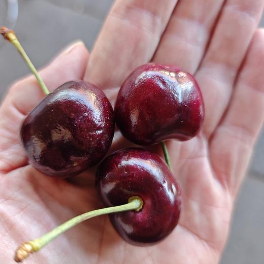 阿亚那(ARYANA)车厘子【4J 5斤装】~新鲜到货！深紫色果子，肉肉超级厚，车厘子味浓郁。 商品图0