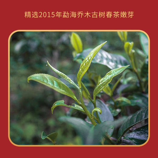 2024年幸福方格焖杯套组2015年幸福方格熟茶+焖杯460ml 商品图2