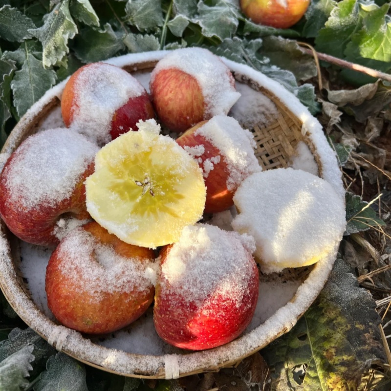 云南雪山冰糖心丑苹果