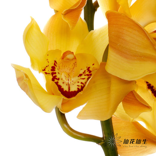 兰花 | 大花蕙兰大富贵【轻微瑕疵 折痕 色差 不售后，介意者慎拍】 商品图6