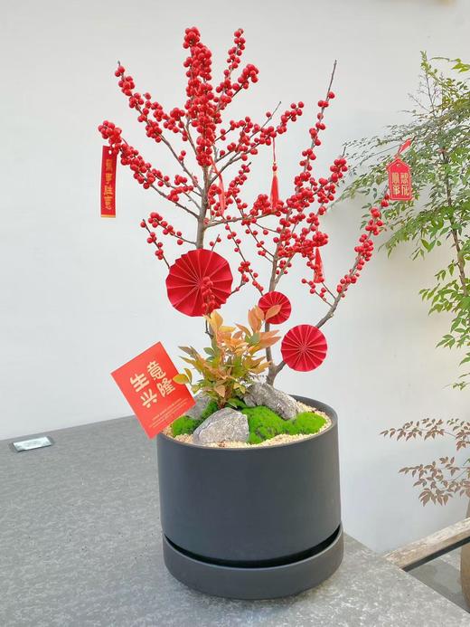 北美冬青MXY480 商品图0