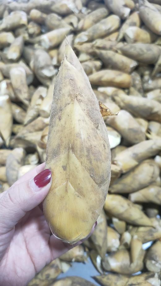 临安冬笋 商品图10