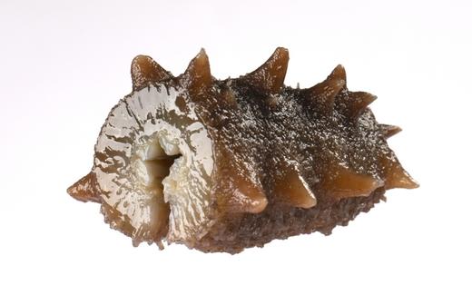 【双有机认证】大连自家海域上等即食海参，是用来做高档淡干海参的原料，全程无添加工艺结合低温熟化方式，4年自然生长周期，品质难得，肉质紧实，囗感弹中透滑糯，无异味，性价比极高，辽宁省内包邮 商品图1