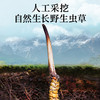 雷允上西藏甲级冬虫夏草10g/盒（-40） 商品缩略图2