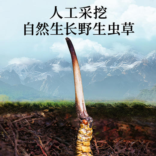 雷允上西藏甲级冬虫夏草10g/盒（-40） 商品图2